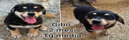 Meticcio cani in regalo: TROPPI CUCCIOLI SOLI IN RIFUGIO  a Provincia di Verona - Annuncio 8