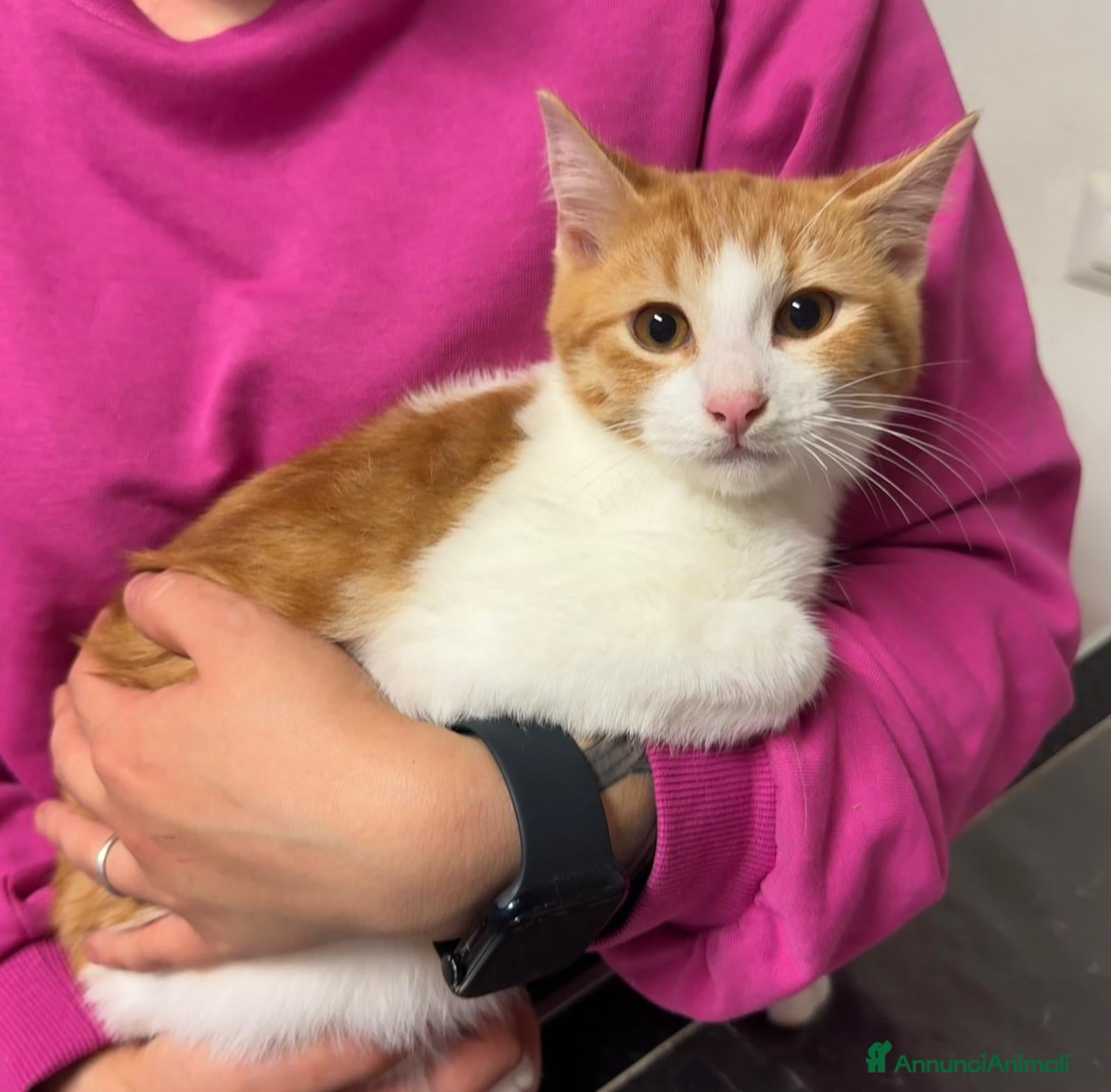 Europeo gatti GASTONE, MICIO B/ROSSO 5 MESI MEZZO MAMMA TESTATA  - Annuncio 27