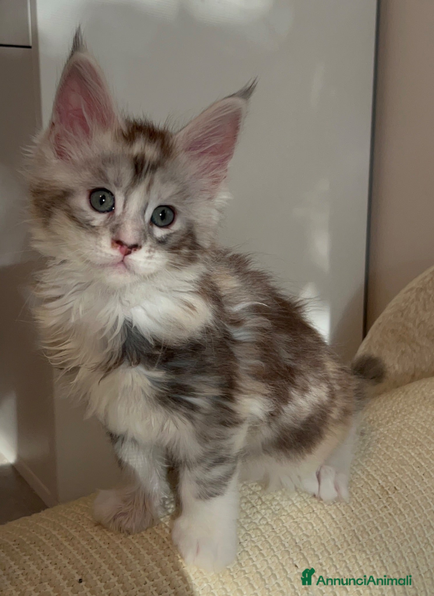 Maine Coon gatti Maine Coon con pedigree  - Annuncio 1