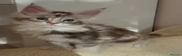 Maine Coon gatti in vendita: Maine Coon con pedigree  - Annuncio 1