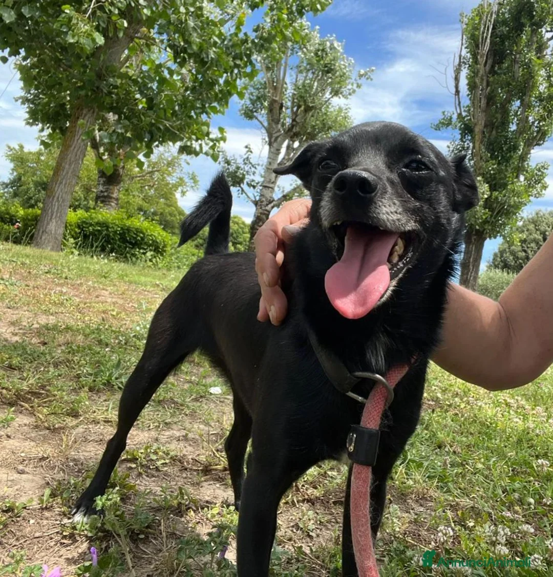 Meticcio cani in regalo: CARLETTO DALLA CALABRIA CON AMORE, IN ADOZIONE - Annuncio 1