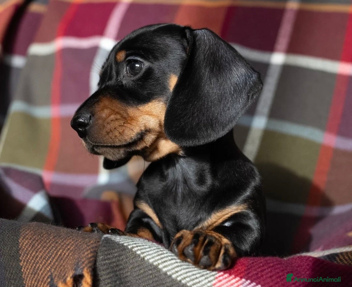 Bassotto cani Bassotti Nani – Genitori Geneticamente Testati 🧬 - Annuncio 5