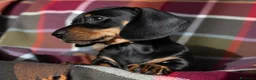 Bassotto cani in vendita: Bassotti Nani – Genitori Geneticamente Testati 🧬 - Annuncio 1