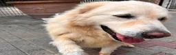 Meticcio cani in regalo: SALOMONE CERCA CASA - Annuncio 8