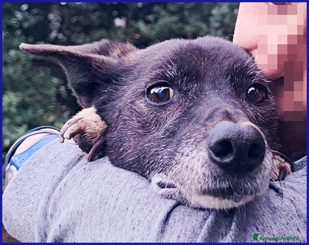 Meticcio cani in regalo: TATA MATILDA 14 ANNI, TUTTA LA VITA IN CANILE - Annuncio 3