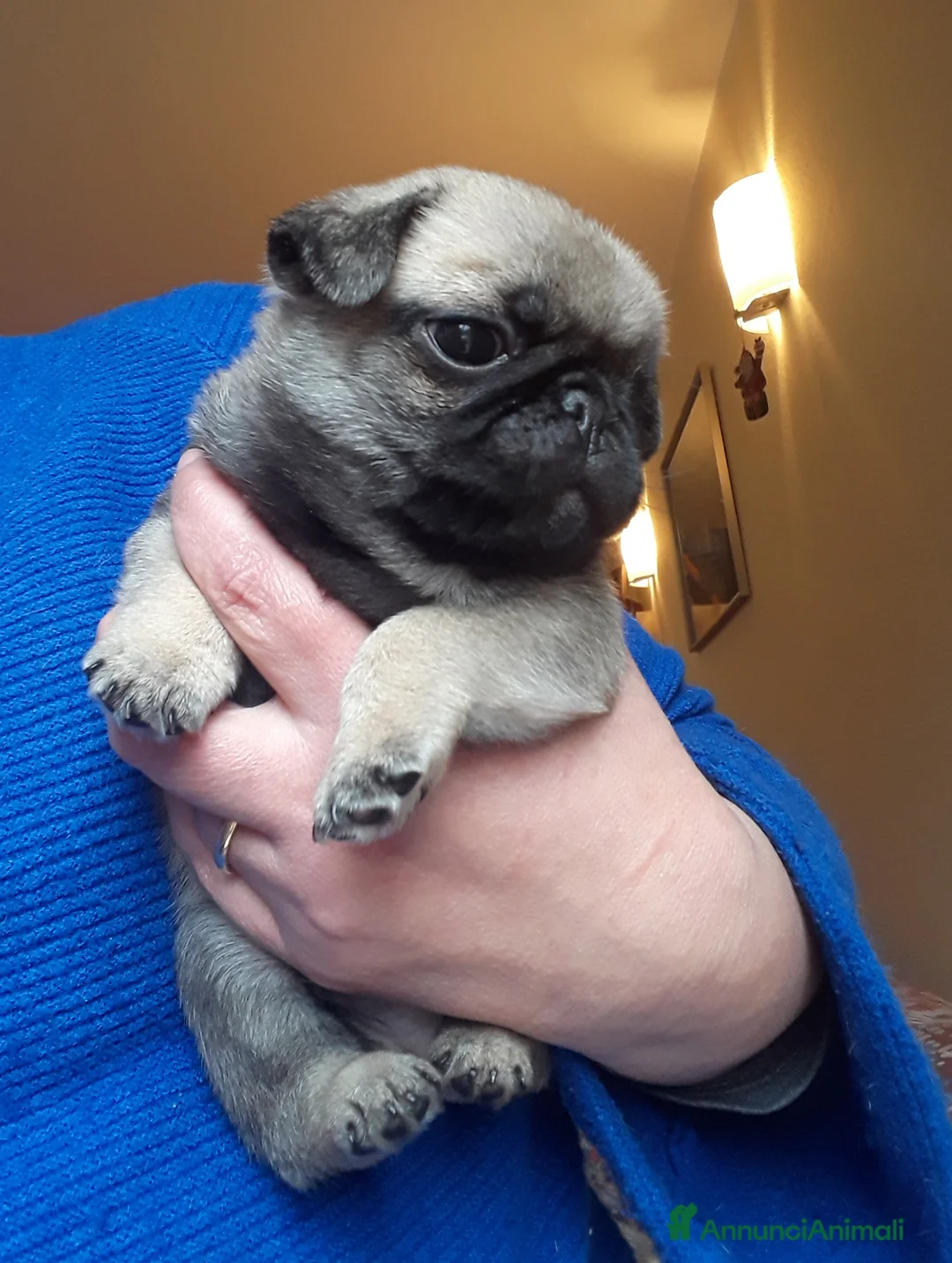 Carlino cani in vendita: Carlino Cucciolo Maschio - Annuncio 4