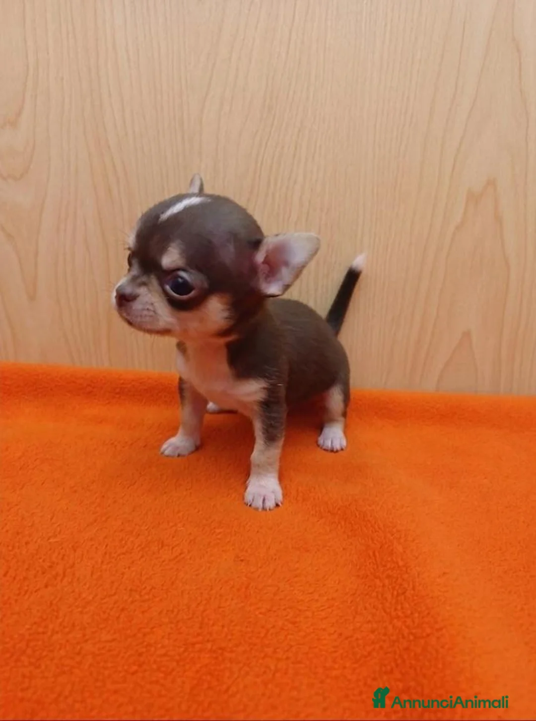 Chihuahua cani in vendita: chihuahua a Città metropolitana di Milano - Annuncio 7
