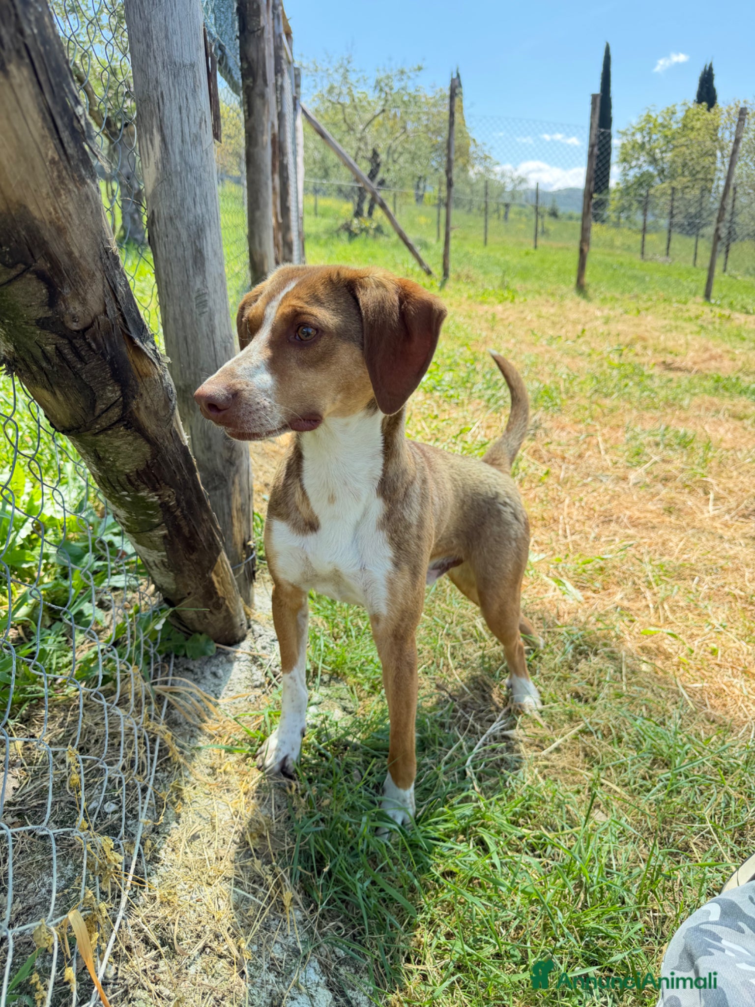 Meticcio cani Pangy - Annuncio 4