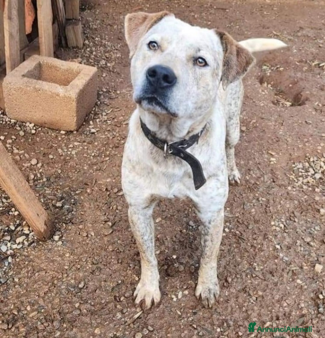 Meticcio cani in regalo: Molossino 2anni mollato 1anno fa..in canile.COSENZ a Città metropolitana di Milano - Annuncio 1