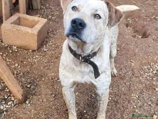 Meticcio cani Molossino 2anni mollato 1anno fa..in canile.COSENZ a Città metropolitana di Milano - Annuncio 10