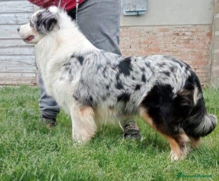 Australian Shepherd cani DISPONIBILI SPLENDIDI CUCCIOLI MASCHI - Annuncio 1