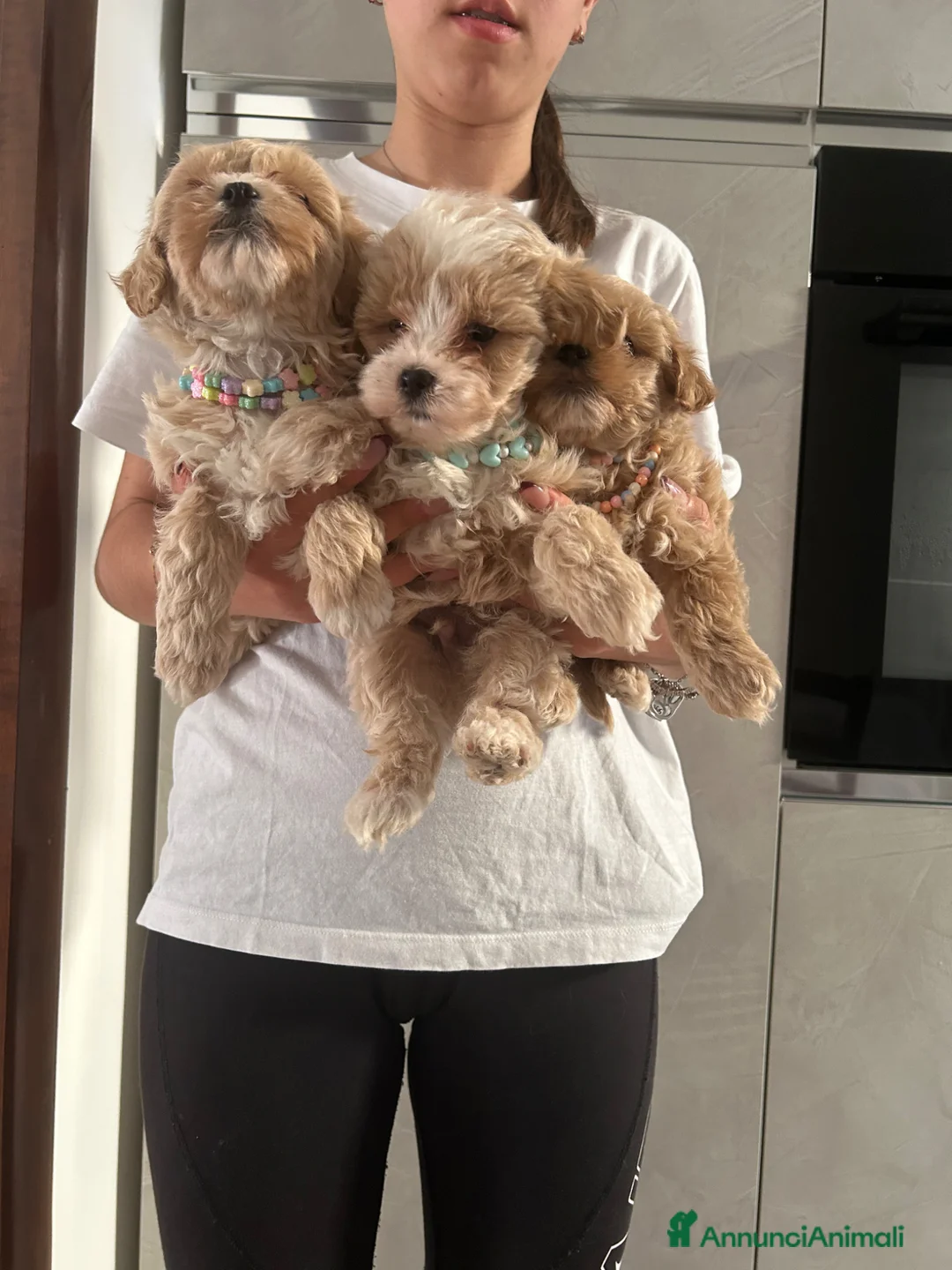 Maltipoo cani in vendita: maltipoo - Annuncio 1