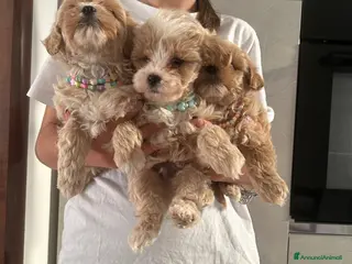 Maltipoo cani maltipoo - Annuncio 1