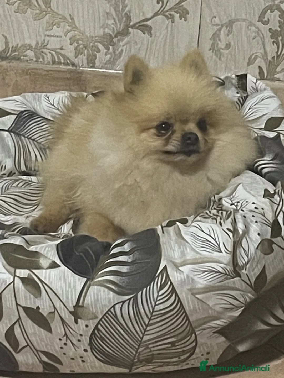 Spitz cani per accoppiamento: Spitz Nano Pomerania - Annuncio 3