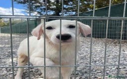 Meticcio cani in regalo: NUVOLA, cucciolona meravigliosa! - Immagine 3