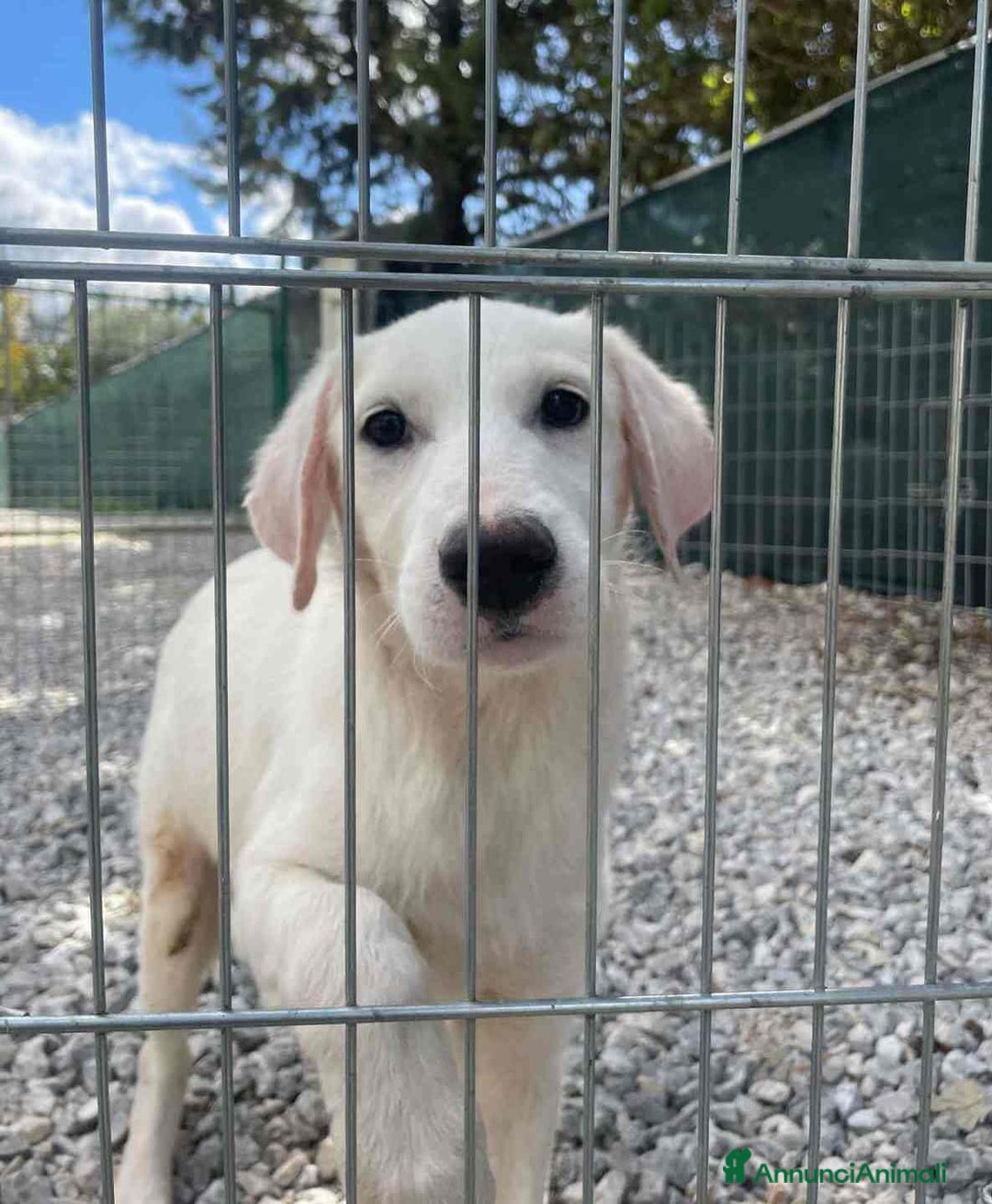 Meticcio cani in regalo: NUVOLA, cucciolona meravigliosa! - Immagine 3