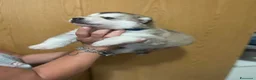 Alaskan Malamute cani in vendita: cucciolata di Alaskan Malamute - Annuncio 3