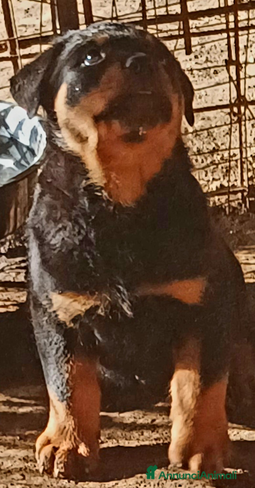 Rottweiler cani in vendita: Disponibili cuccioli Rottweiler  - Annuncio 2
