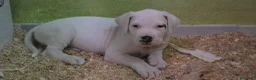 Dogo Argentino cani in vendita: Cuccioli di dogo argentino - Annuncio 7