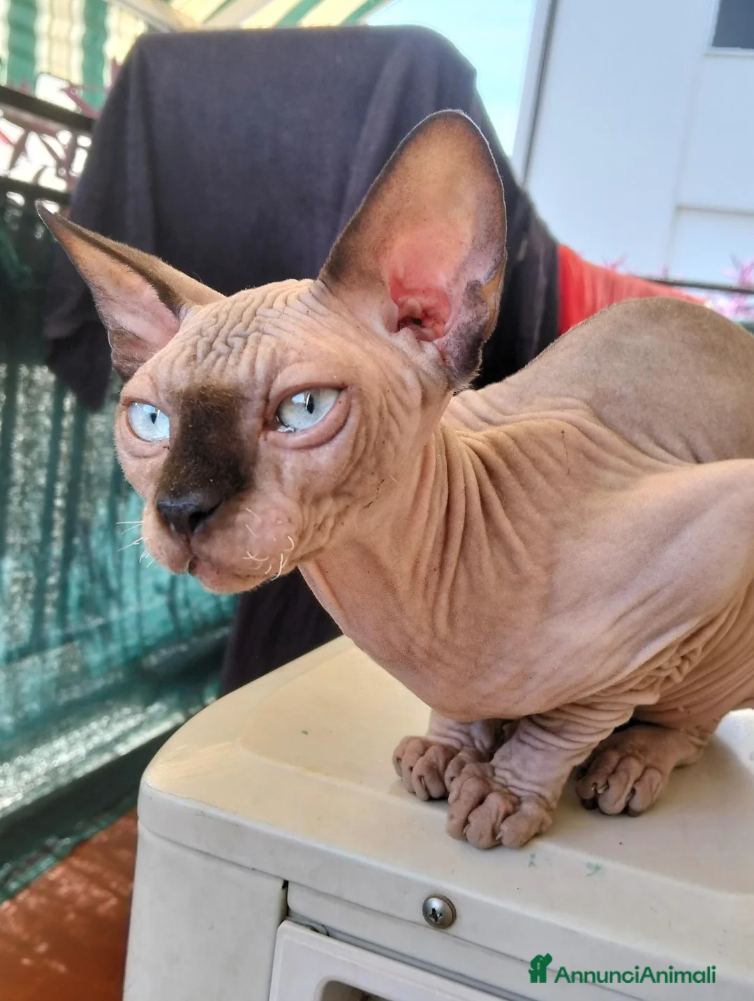 Sphynx gatti in vendita: Sphynx  - Annuncio 2