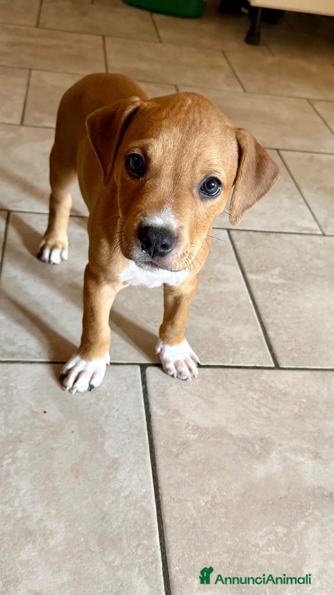 American Staffordshire cani in vendita: Cucciolo Amstaff  - Annuncio 7
