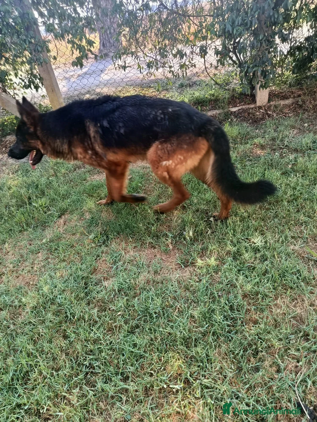 Pastore Tedesco cani in regalo: Matt, spettacolare pastore tedesco - Annuncio 7