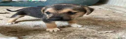 Meticcio cani in regalo: TENERI CUCCIOLOTTI : TARZAN E JANE a Città metropolitana di Roma Capitale - Annuncio 7
