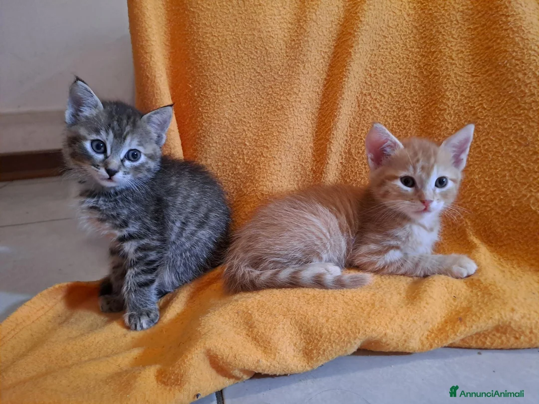 Europeo gatti in regalo: Splendidi gattini cercano casa - Annuncio 2