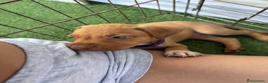 Pitbull 5