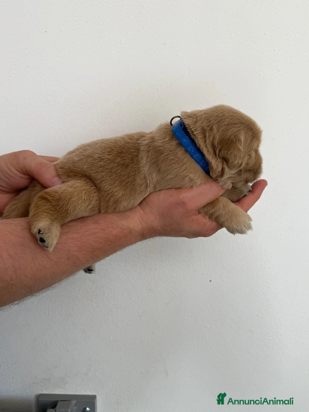 Golden Retriever cani in vendita: Cuccioli maschi golden retriever - Annuncio 13
