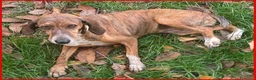 Segugio cani in regalo: SVITOL adorabile segugetta a Città metropolitana di Milano - Annuncio 5