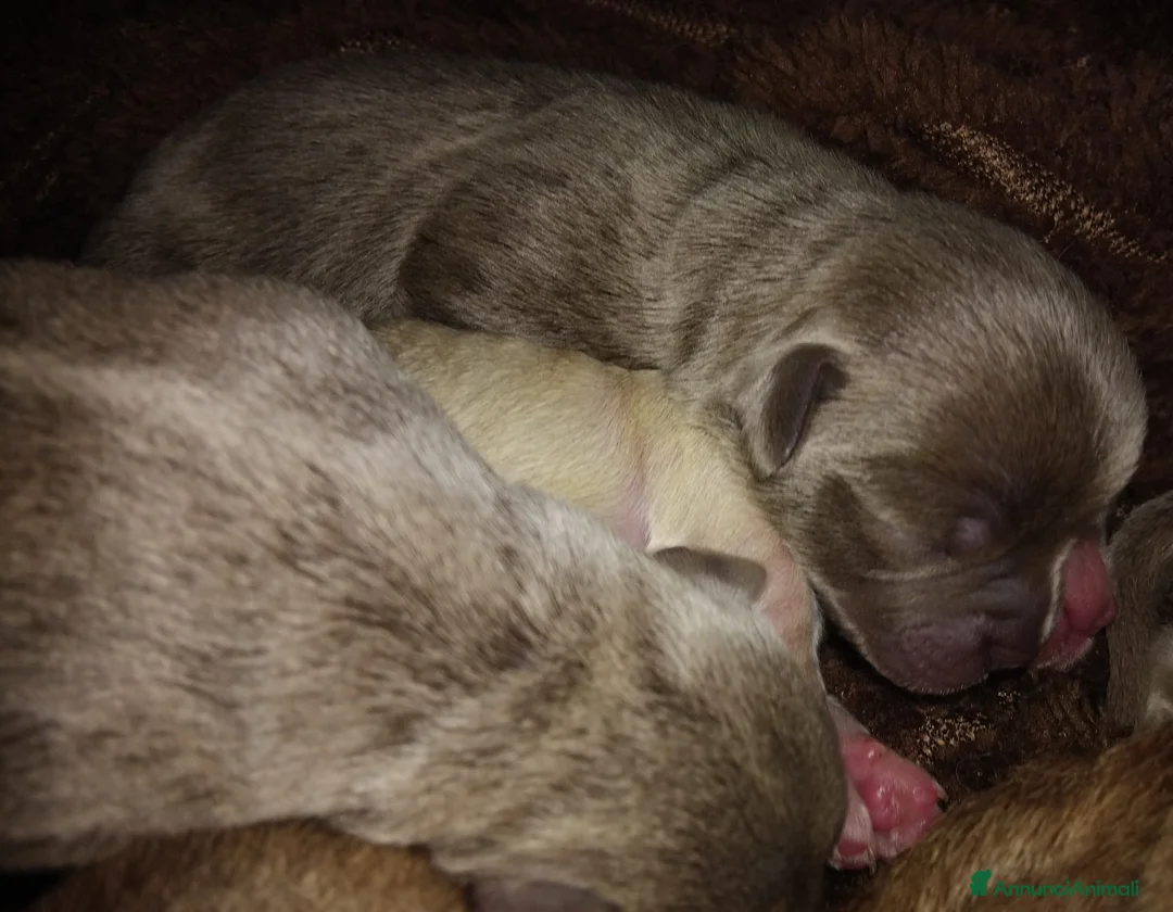 Chihuahua cani in vendita: Piccolini Chihuahua  a Città metropolitana di Milano - Annuncio 2