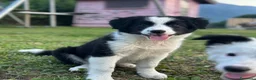 Border Collie cani in vendita: Cuccioli Border collie femmine - Annuncio 5