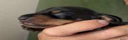 Bassotto Nano cani in vendita: Bassotto tedesco nano pelo corto choco e neri - Annuncio 4