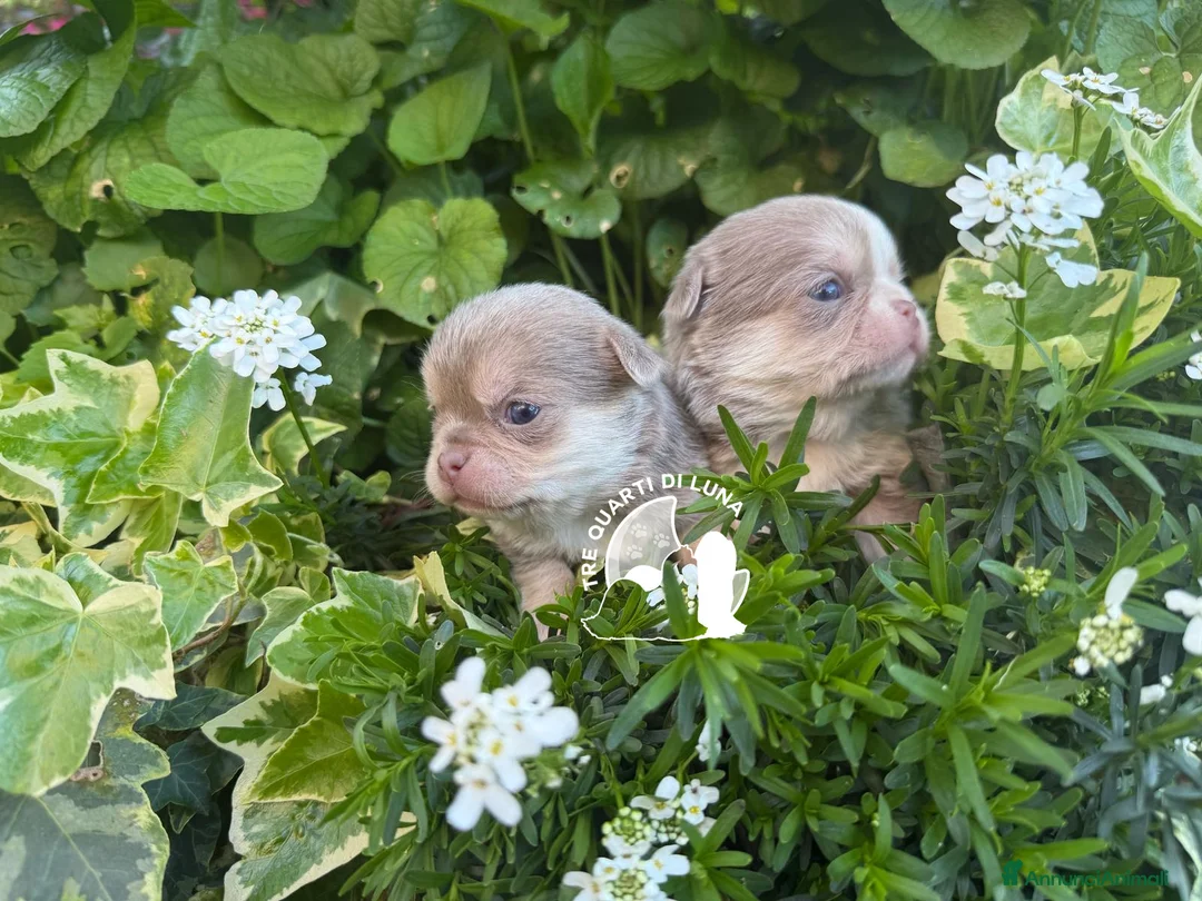 Chihuahua cani in vendita: Chihuahua TreQuartidiLuna  - Annuncio 3