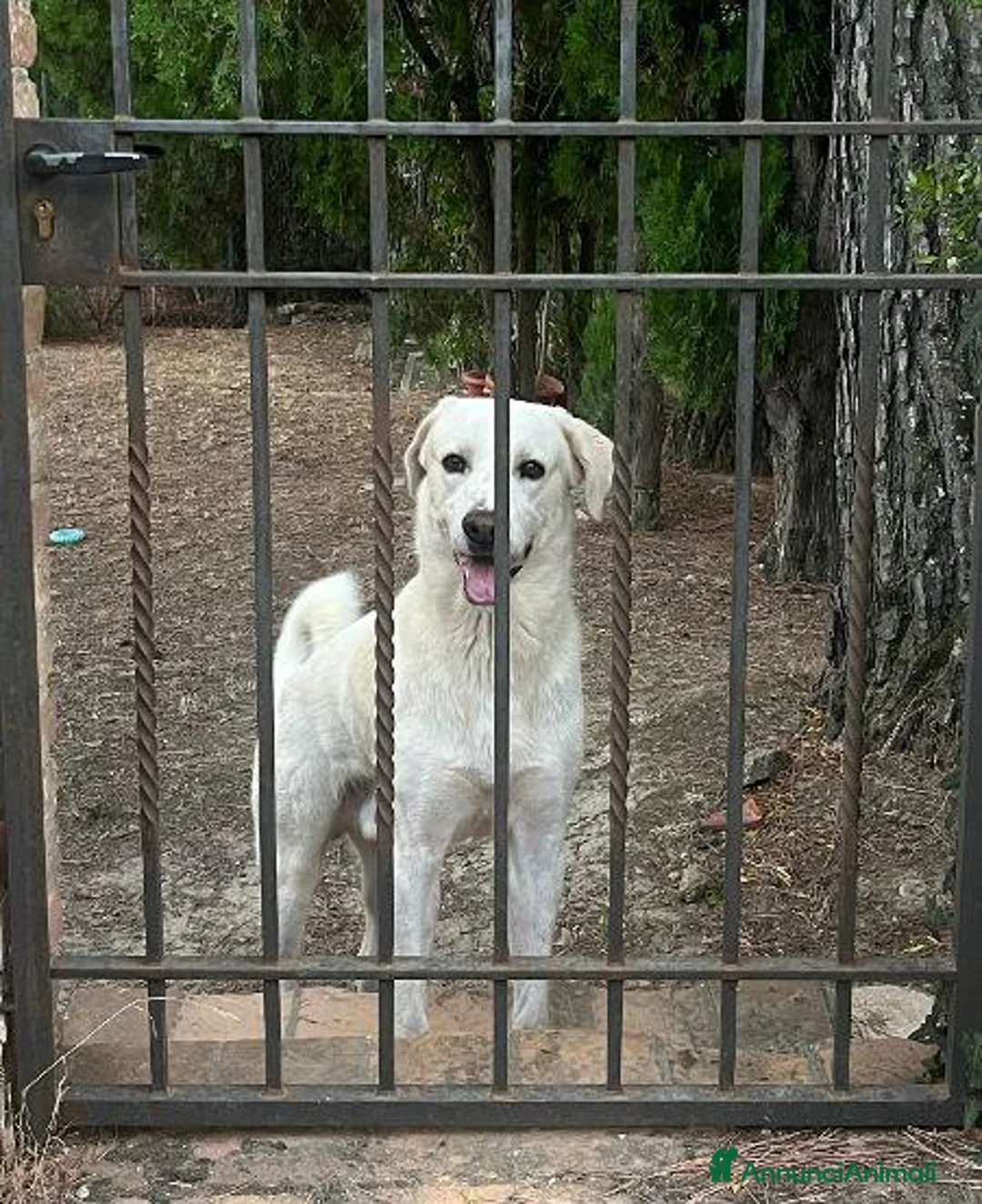 Meticcio cani in regalo: LAGO soffre la solitudine - tg grande - Annuncio 4