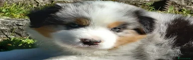 Australian Shepherd Cucciolo 1