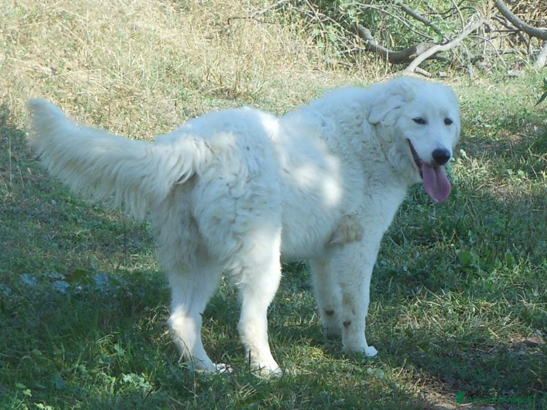 Pastore Maremmano cani in vendita: cuccioli di pastore maremmano abruzzese  - Annuncio 19
