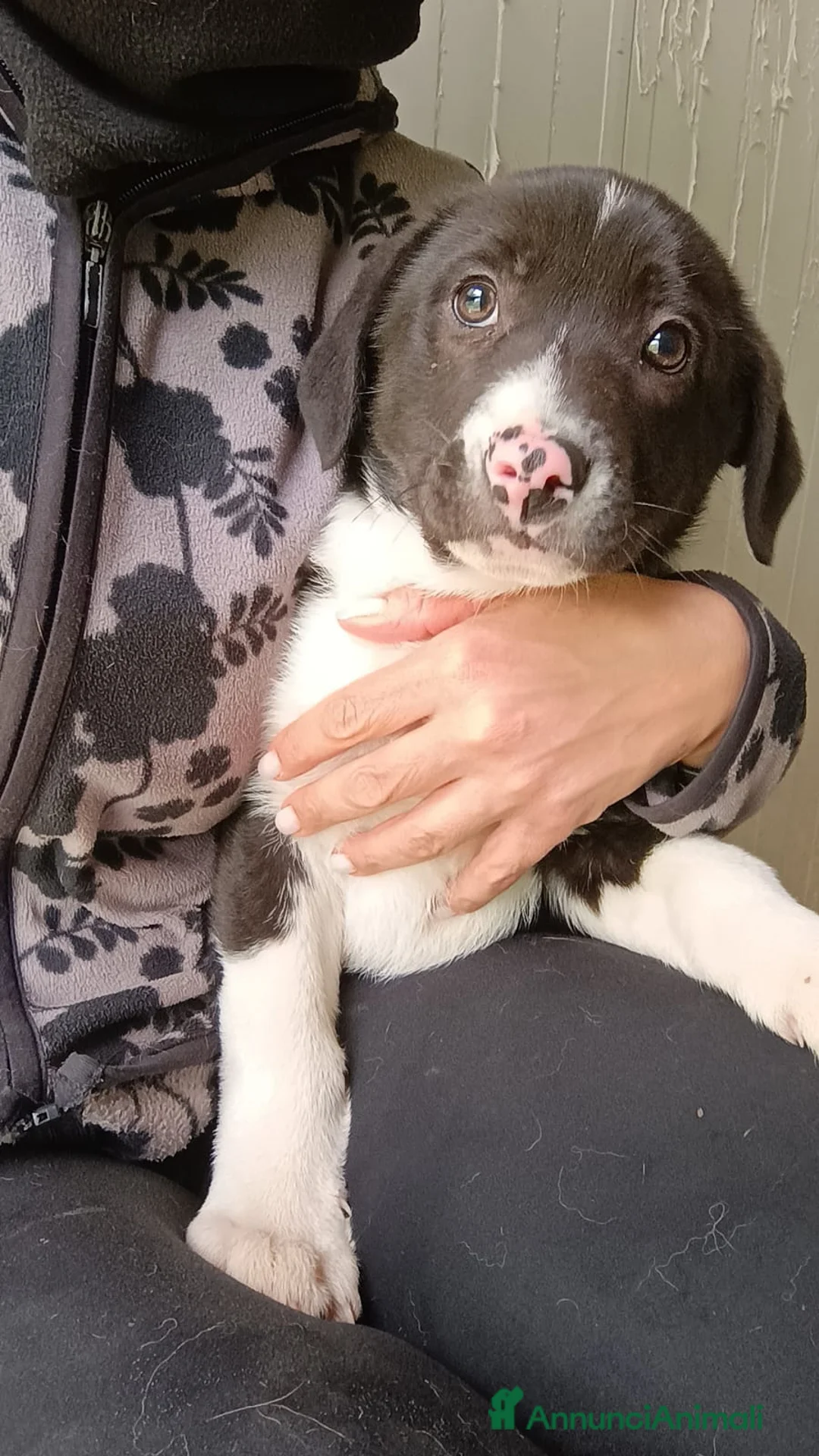 Meticcio cani in regalo: Venus deliziosa cucciola taglia grande  - Annuncio 2