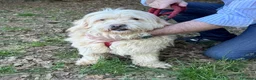 Meticcio cani in regalo: Snoopy, un meticcio coccolone - Annuncio 1