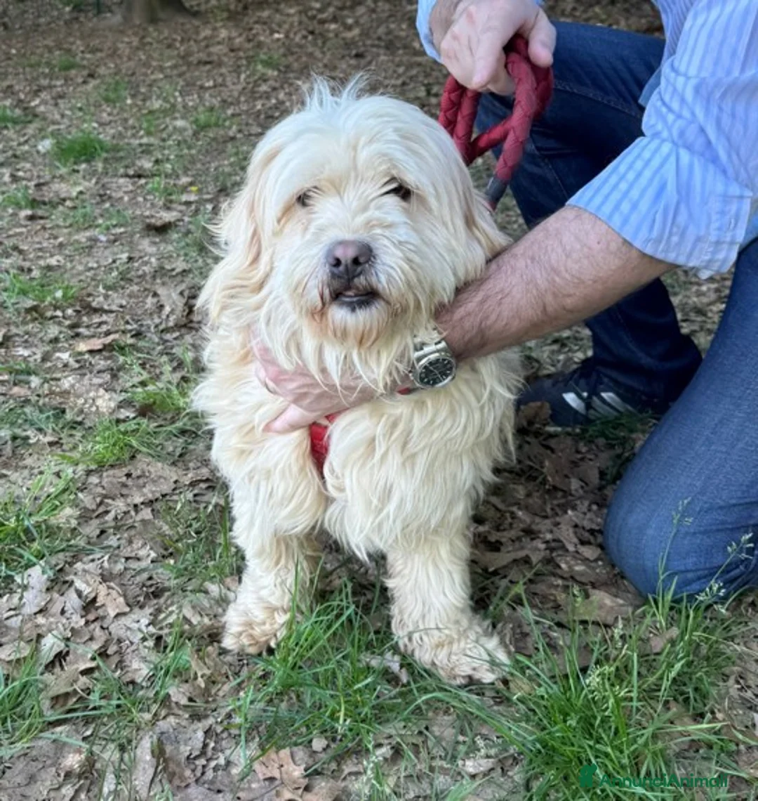 Meticcio cani in regalo: Snoopy, un meticcio coccolone - Annuncio 1