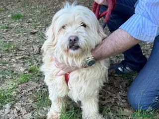 Meticcio cani Snoopy, un meticcio coccolone - Annuncio 5