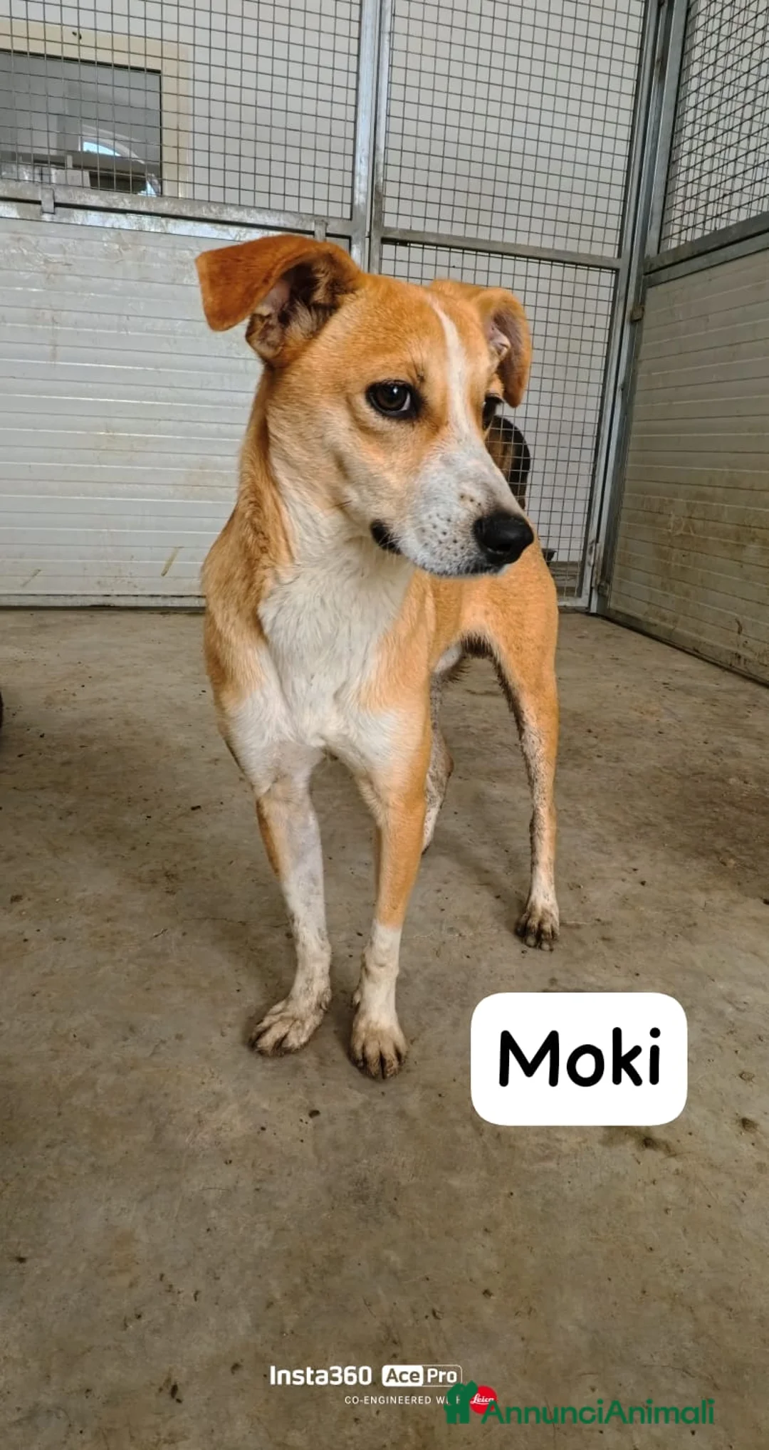 Meticcio cani in regalo: Moki un turbine di amore gioco e solarità - Annuncio 4