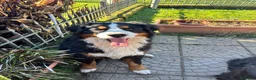 Bovaro del Bernese cani in vendita: Cuccioli di Bovaro del Bernese a Provincia di Viterbo - Annuncio 10