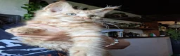 Maine Coon gatti in vendita: Maine coon gattini - Annuncio 3