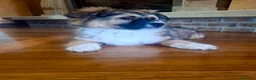 Meticcio cani in regalo: Cucciolo taglia piccola 3 mesi - Annuncio 3