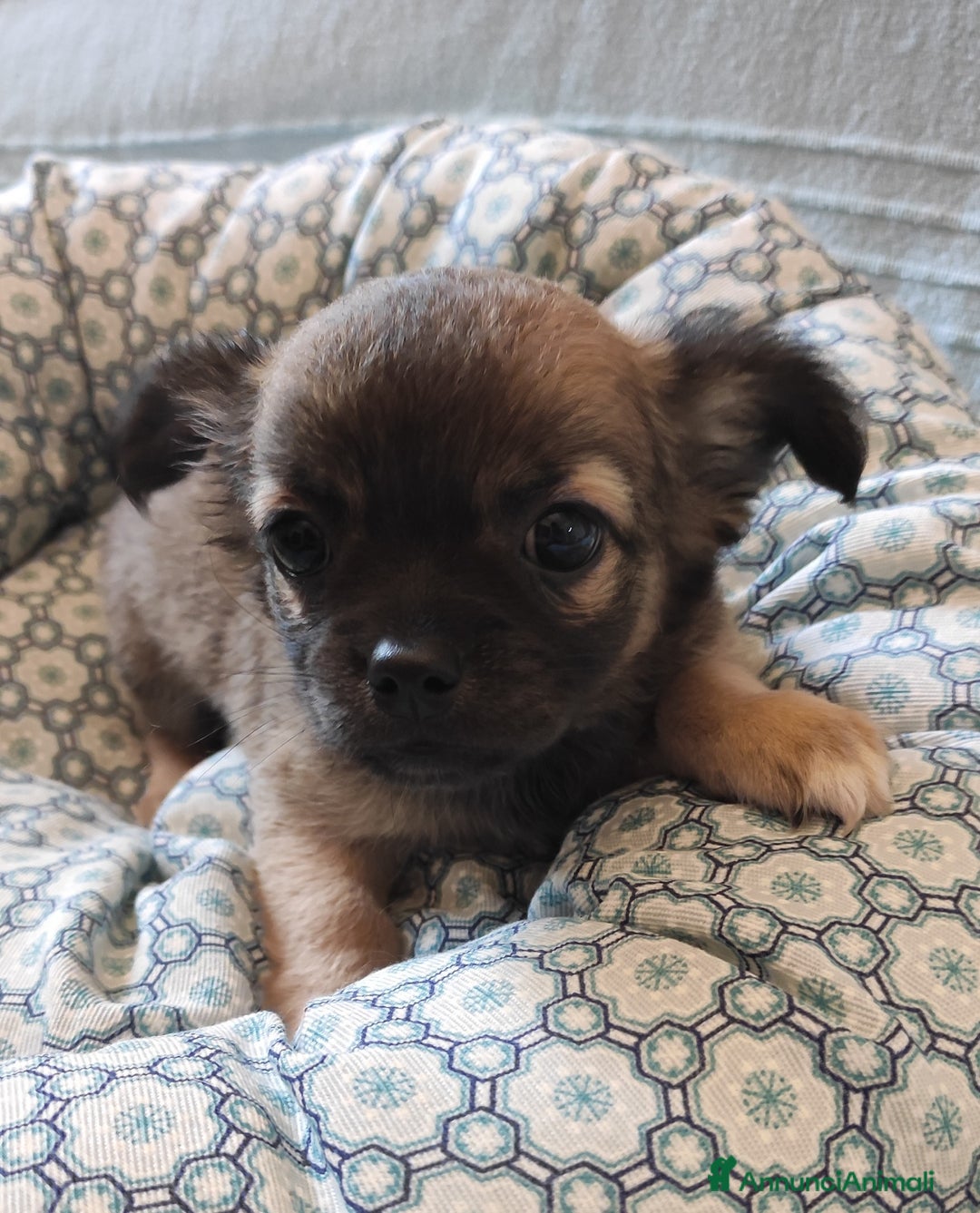 Chihuahua cani in vendita: cuccioli di cihuahua a pelo lungo a Molinella - Immagine 10