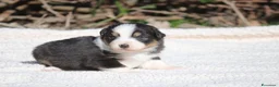 Australian Shepherd cani in vendita: Cuccioli di Pastore Australiano  - Annuncio 16