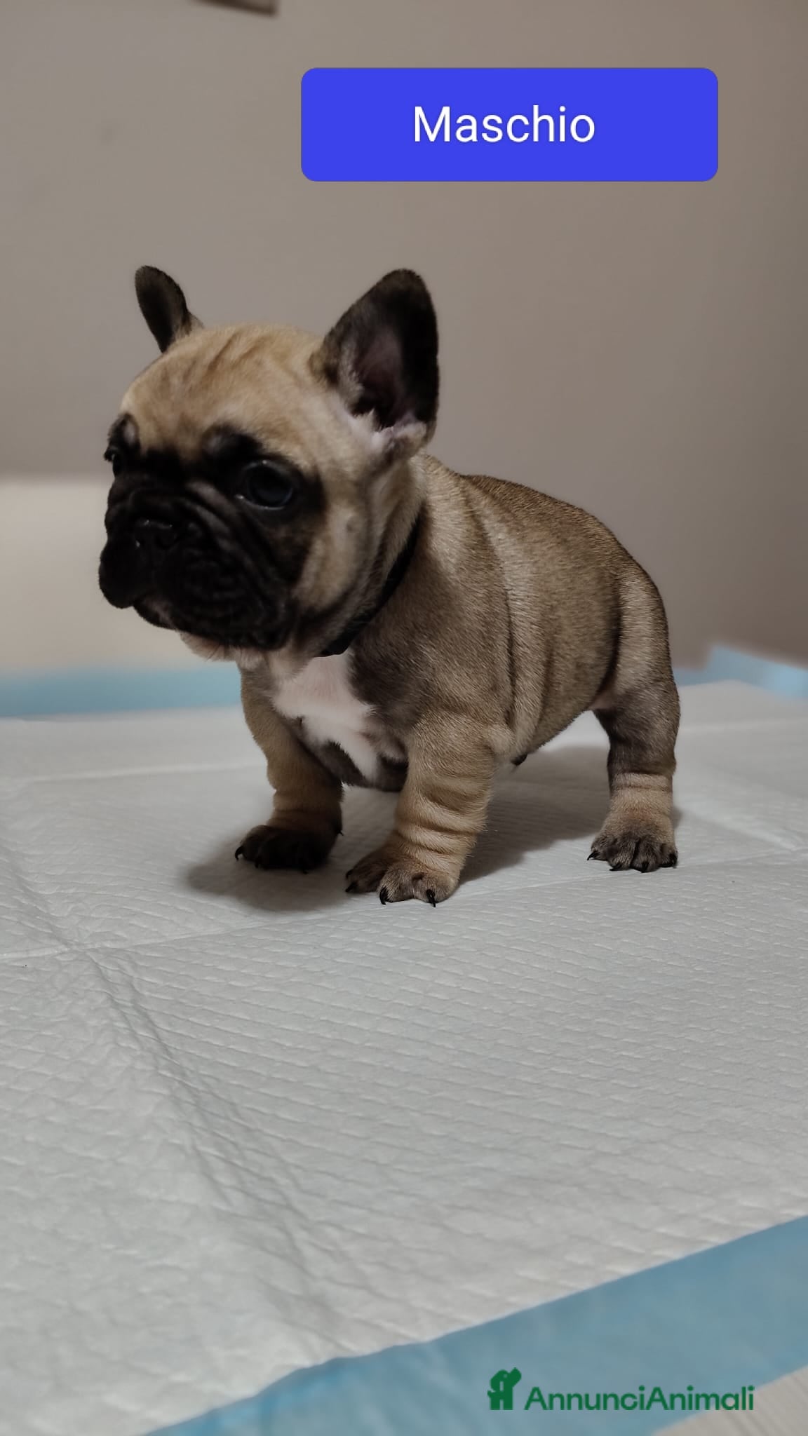 Bulldog Francese cani Bulldog francese  - Annuncio 2