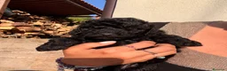 Barboncino cani in vendita: Barboncino nano - Annuncio 4